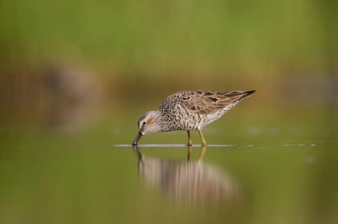 Stilt Sandpiper (Calidris himantopus) foraging, Texas, USA