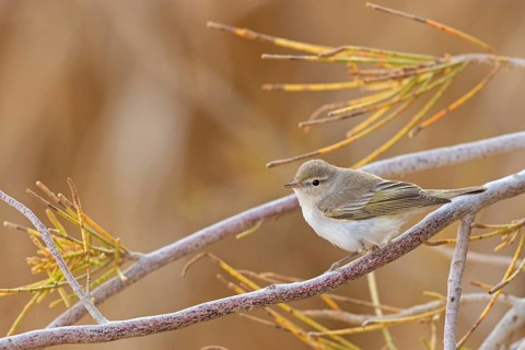 Balkan Warbler, Eastern Mountain Warbler, (Phylloscopus orientalis), songbird, leaf warbler family,