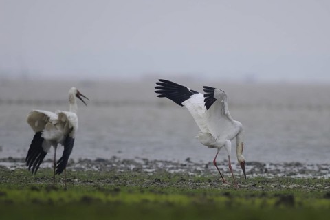 Siberian Crane (Leucogeranus leucogeranus), Poyang Lake, China