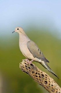 Mourning Dove Zenaida macoura Tucson, ARIZONA, United States 29 April Adult on Cholla cactus
