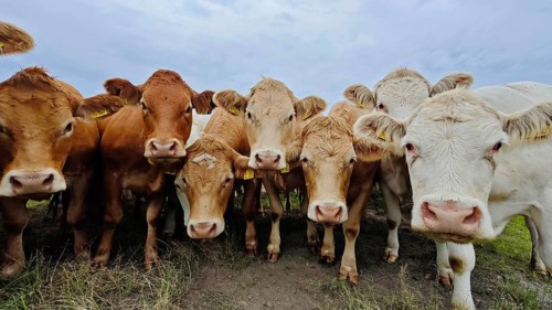 A group of cows (bos taurus) standing close together in a pasture, looking directly, Franconian