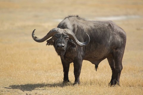 Cape buffalo (Syncerus caffer caffer) in the Ngorongoro Crater, Serengeti, Tanzania, East Africa