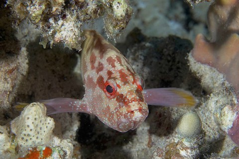 Jewelled grouper (Cephalopholis oligosticta)