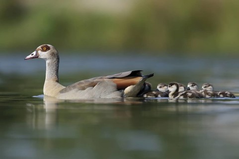 Egyptian Goose (Alopochen aegyptiaca) juvenile, Thuringia, Germany