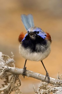 Blue-breasted Fairywren (Malurus pulcherrimus) male, Western Australia, Australia
