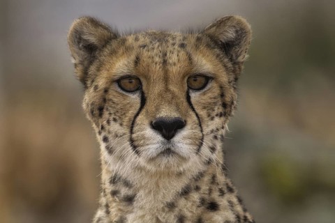 Cheetah (Acinonyx jubatus) captive, female, Castile-La Mancha, Spain