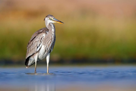 Great Egret, Heron, foraging, (Ardea cinerea) Salalah, Raysut, Dhofar, Oman