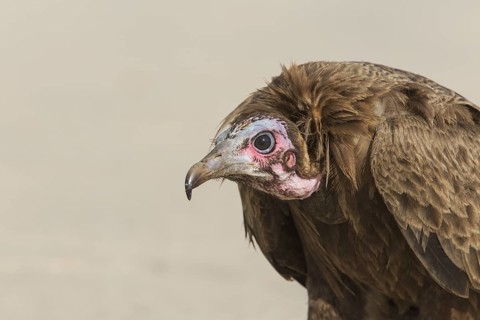 Hooded Vulture (Necrosyrtes monachus), Gambia