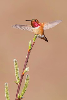 Rufous Hummingbird (Selasphorus rufus) perched on a branch in Victoria, BC, Canada