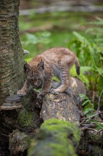One young (10 weeks old) male Eurasian lynx, (Lynx lynx), crossing a creek, using a fallen tree as