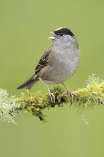 Golden-crowned Sparrow (Zonotrichia atricapilla), British Columbia, Canada