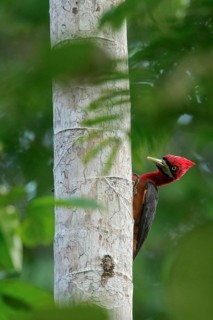 Red-necked Woodpecker (Campephilus rubricollis) perched on a branch in the rainforest of Guyana