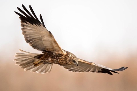 Western Marsh Harrier (Circus aeruginosus) male flying, Castile-La Mancha, Spain