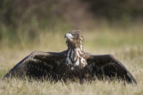 White-tailed Eagle (Haliaeetus albicilla) juvenile, Poland