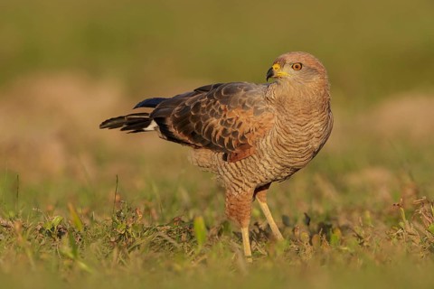 Savanna Hawk (Buteogallus meridionalis) perched on the ground in the Pantanal region of Brazil