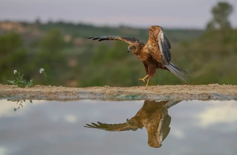 An elegant hawk gracefully lands at the water's edge, beautifully mirrored in the still surface