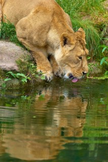 A lioness drinks water from a pond, surrounded by green vegetation and reflected in the water,
