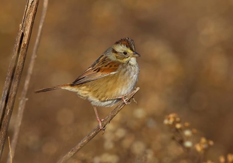 Swamp Sparrow (Melospiza georgiana), Ohio, USA