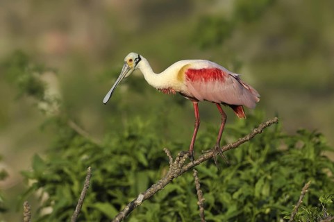 Roseate Spoonbill (Platalea ajaja), Texas, USA