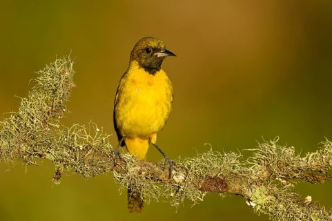 Baltimore Oriole (Icterus galbula) female perched on a branch, Texas, USA
