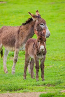 A mixed breed donkey foal and an adult donkey stand on s a green meadow