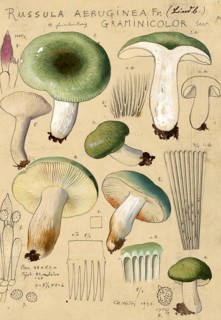 Mushroom, fungi, grass green russula, Russula aeruginea, syn. Russula graminicolor, authentic