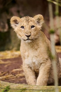 Asiatic lion (Panthera leo persica) cub sitting on the ground, captive