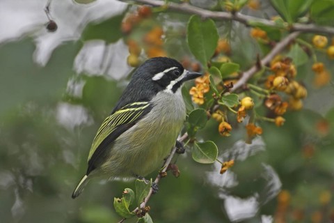 Yellow-rumped Tinkerbird (Pogoniulus bilineatus), Nyeri County, Kenya