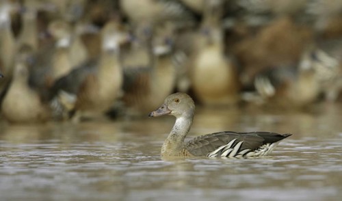 Plumed Whistling Duck (Dendrocygna eytoni), Australia