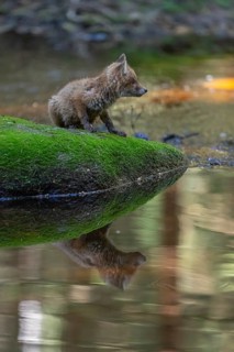One young red fox, Vulpes vulpes, walking over a mossy rock in a shallow forest creek in late light