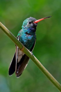 Broad-billed hummingbird (Cynanthus latirostris), adult, male, in perch, Sonoran Desert, Arizona,