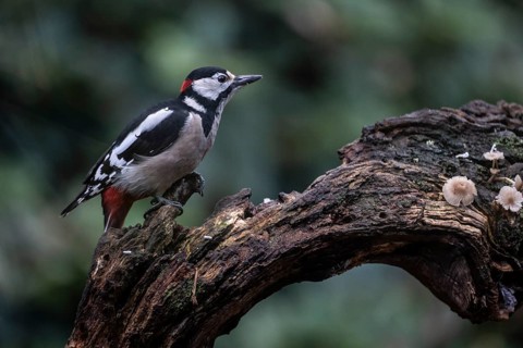 Great Spotted Woodpecker (Dendrocopos major), Emsland, Lower Saxony, Germany