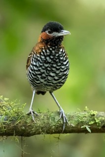 Black-crowned Antpitta (Pittasoma michleri) perched on a branch in Panama