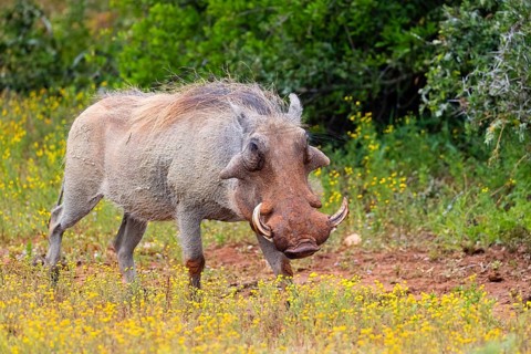 Warthog, (Phacochoerus africanus), animals, mammals, biotope, habitat, Africa, Addo Elephant
