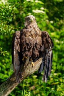 Eagle resting on a tree trunk with dense foliage, white-tailed eagle (Haliaeetus albicilla), France
