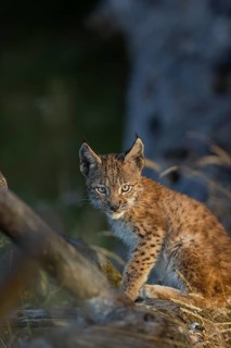 One young (10 weeks old) male Eurasian lynx, (Lynx lynx), resting on a rotten tree