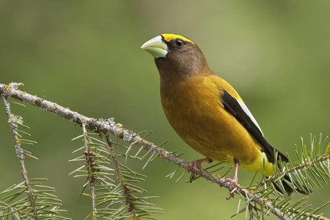 Evening Grosbeak (Hesperiphona vespertina) male, British Columbia, Canada