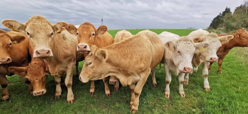 A group of cows (bos taurus) stands quietly in a wide meadow under a cloudy sky, Franconian Forest