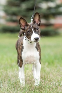 Adorable basenji puppy enjoy a pleasant outdoor walk with his owner. Captured in a lush, green