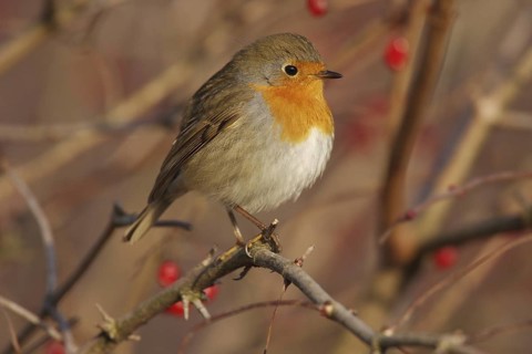 European Robin (Erithacus rubecula), Aargau, Switzerland