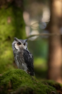 Southern White-faced Owl (Ptilopsis granti) captive, Germany