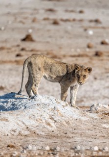 Lion (Panthera leo), young at the waterhole, Nebrowni waterhole, Etosha National Park, Namibia