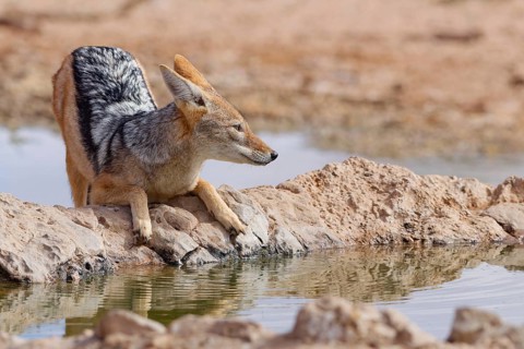 Black-backed jackal (Lupulella mesomelas), adult animal, lying at a waterhole, looking around,