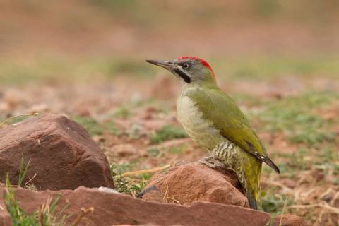 Levaillant's Woodpecker (Picus vaillantii) male, Morocco