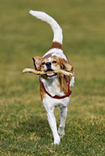 Beagle with branch in mouth jumps across meadow, Switzerland