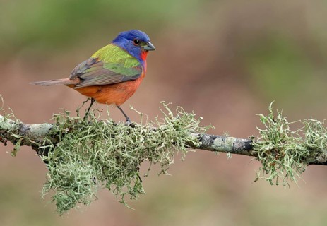 Painted Bunting (Passerina ciris) male perched on a lichen branch, Texas, USA