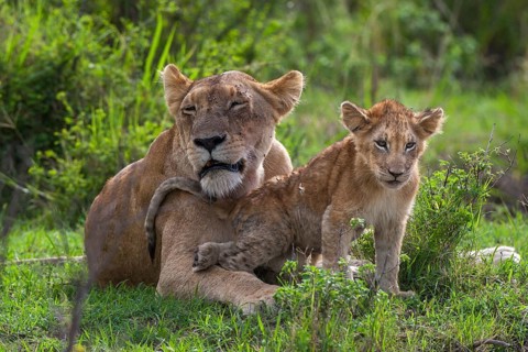 Lioness (Panthera leo) motherly love, South Africa