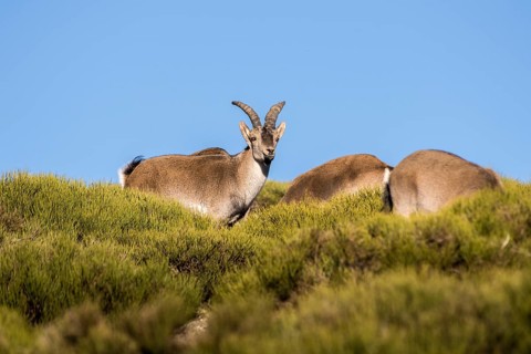 An Iberian Ibex stands atop a sunlit, grassy mountain slope. Its alert gaze and detailed fur