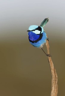 Splendid Fairywren (Malurus splendens callainus) male, Australia
