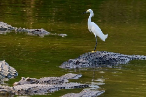 A heron stands vigilant on a crocodile surrounded by other crocodiles, Great Egret (Egretta thula),